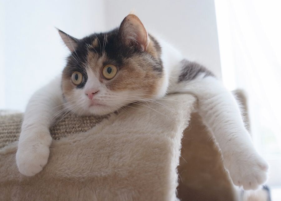 источник Яндекс-картинки