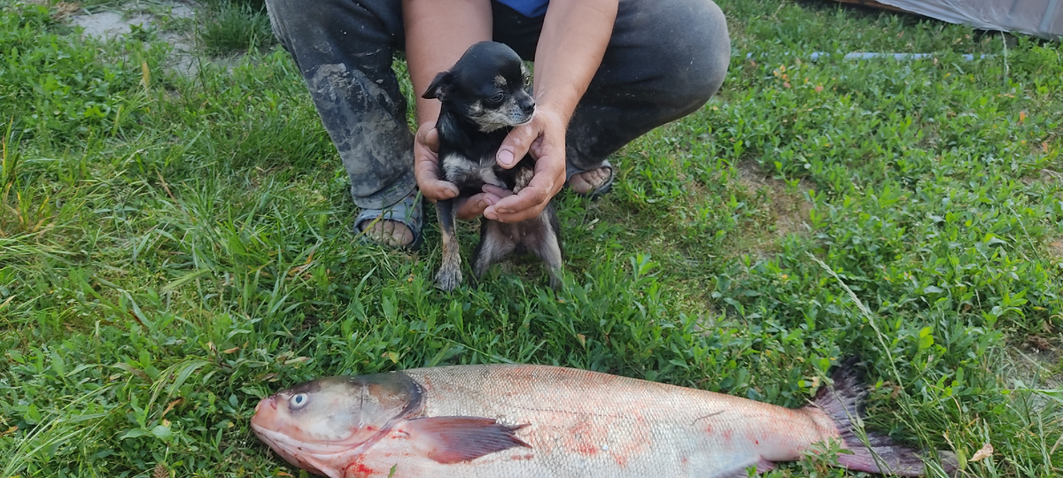 Толстолобик в три раза больше Тосечки