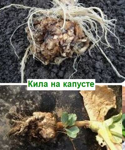 кила на капусте