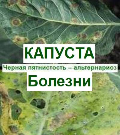 черная пятнистость