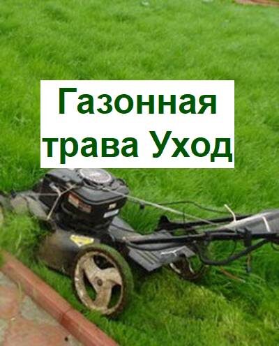 газонная трава стрижка