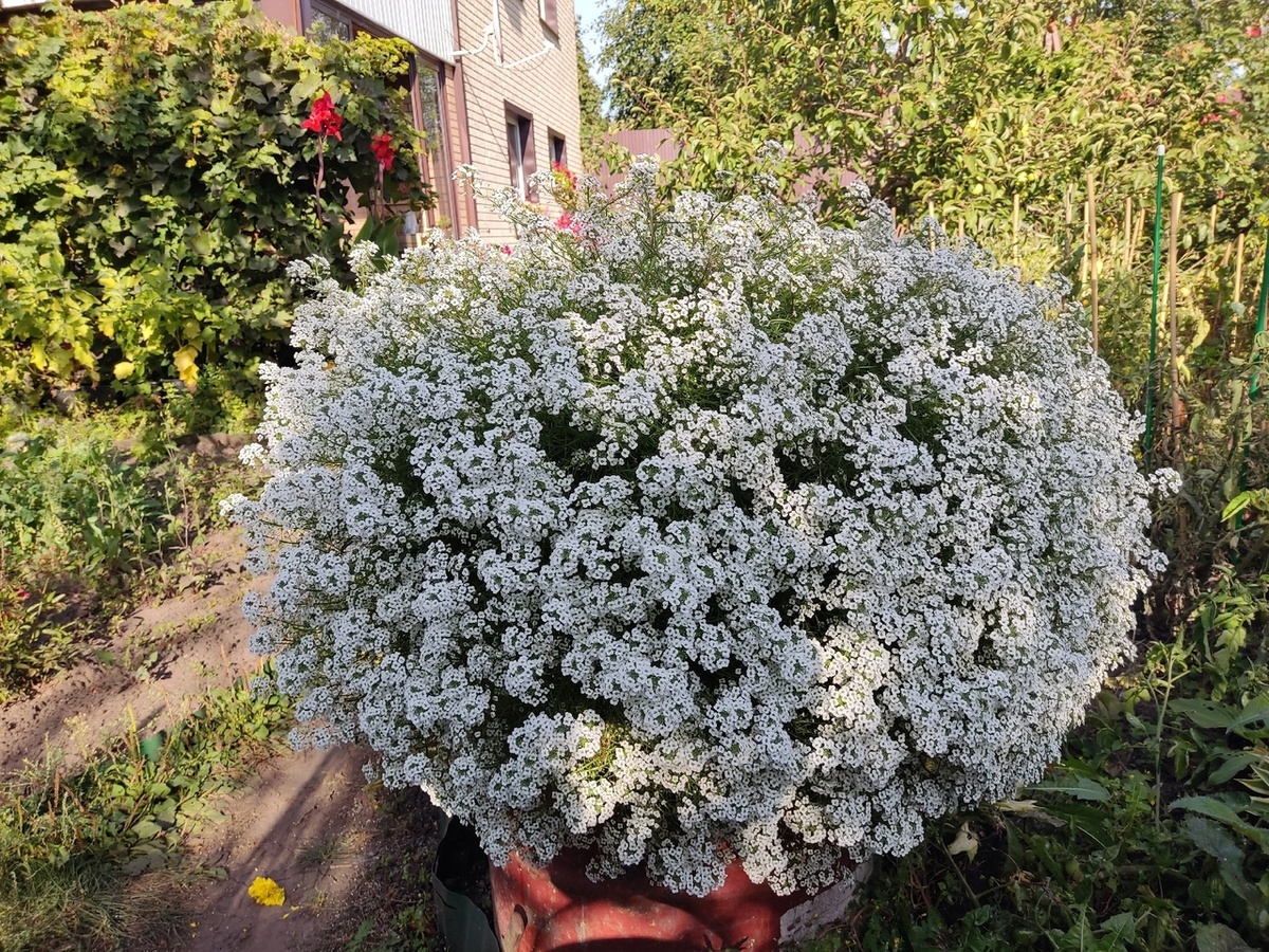 Бочка мне нужна как кашпо для вегетативного алиссума Snow Princess