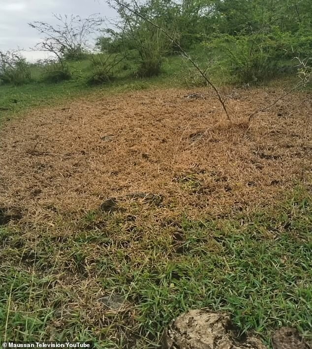 После обнаружения сферы, местоположение в Колумбии, где она была найдена, загадочным образом высохло и погибло.