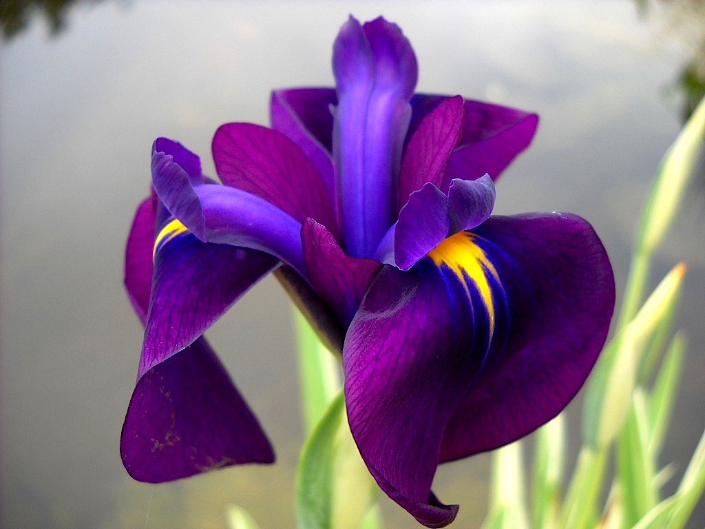 http://romashka96.ru/iris/iris_kempfera_variegata?ysclid=mbqhpfh055669340592