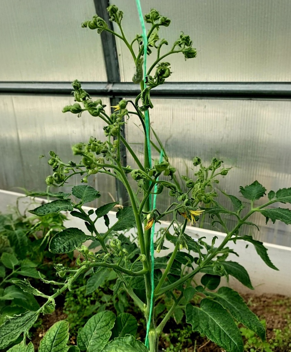 Скручиваются листья у томатов в теплице (фото: Андрей Л.)