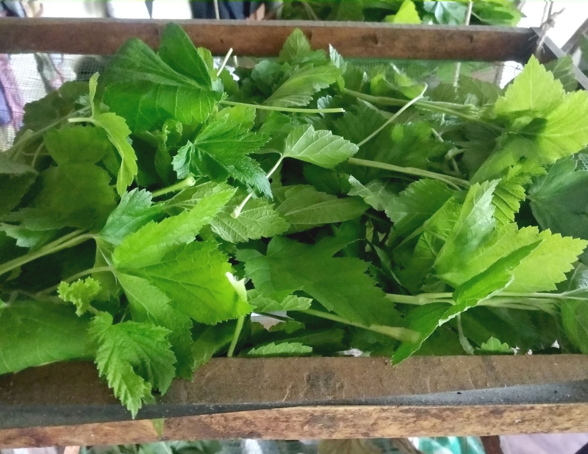 смородиновый лист вялится на сушках