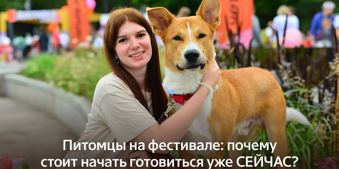 Питомцы на фестивале: почему стоит начать готовиться уже СЕЙЧАС?
