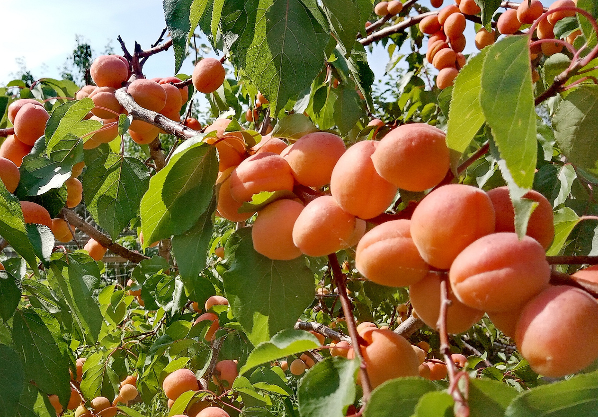 Фото автора.