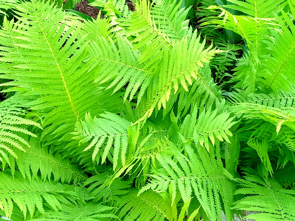 Папоротники.  Фото автора