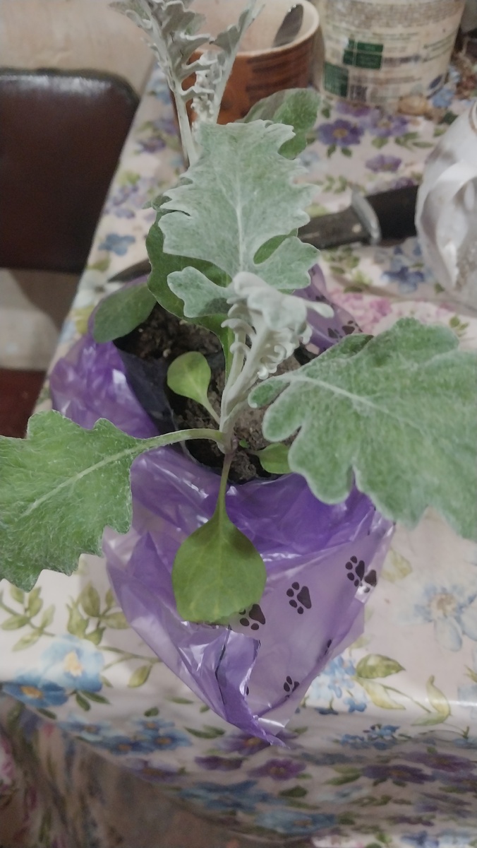 Не не так он серебрист.