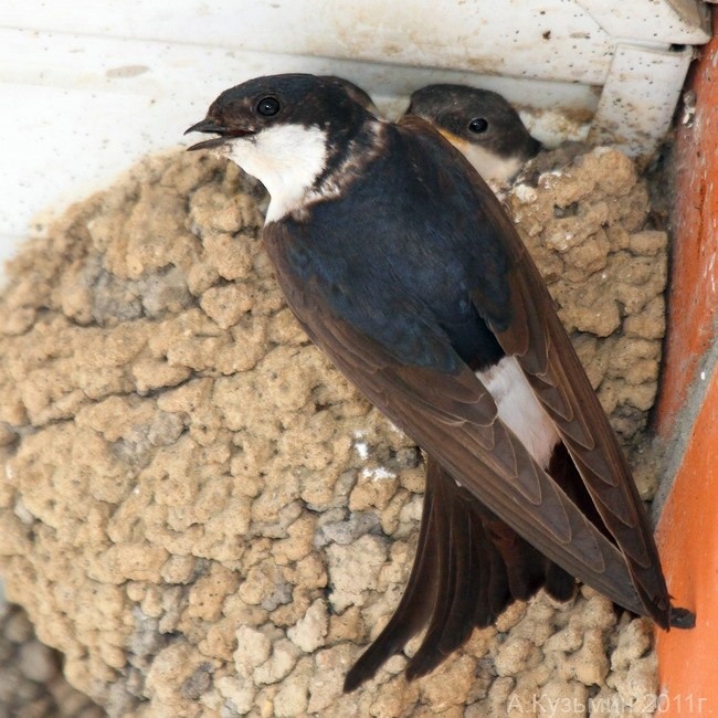 Городская ласточка