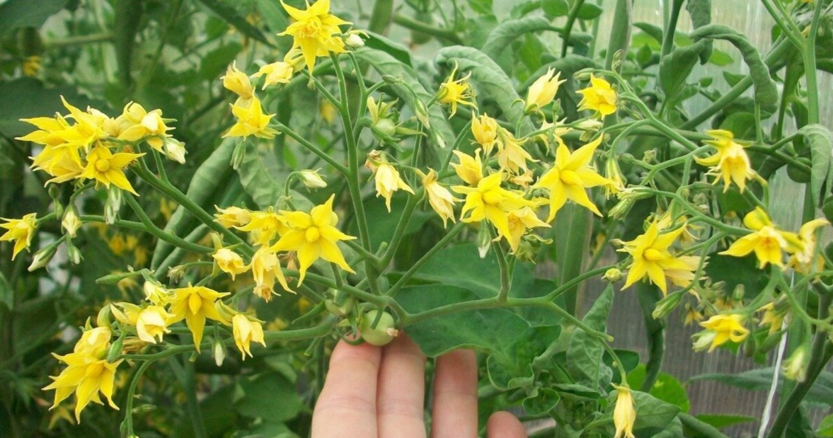 цвветение томатов