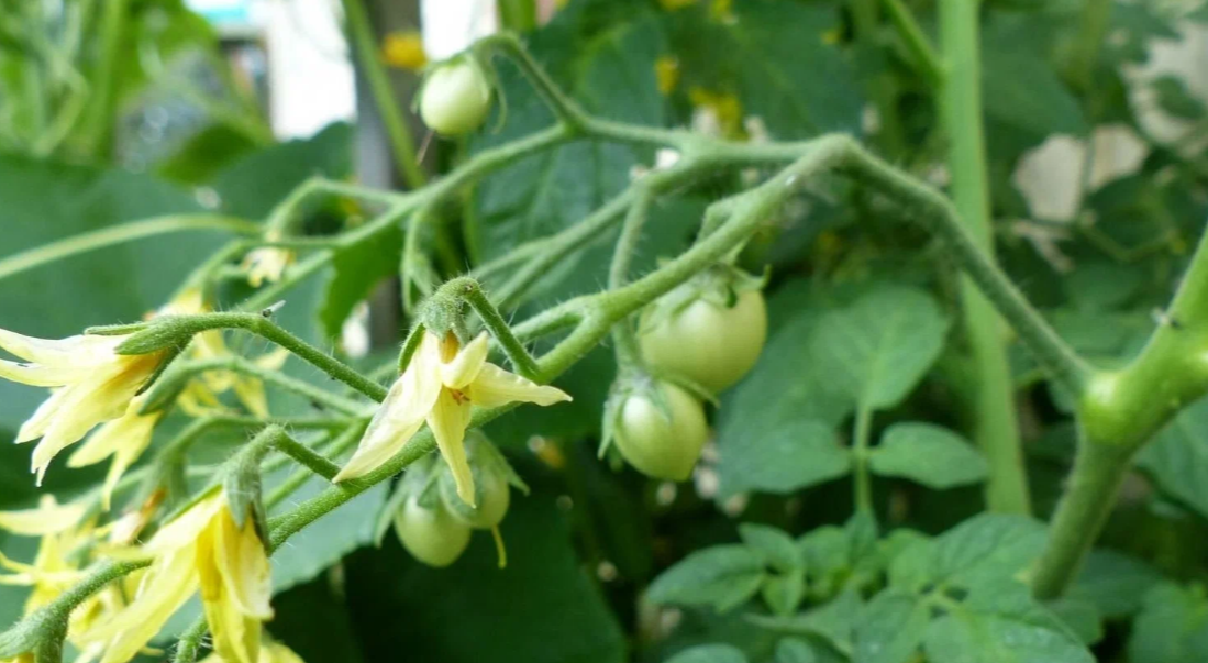 первые зелёные плоды томата