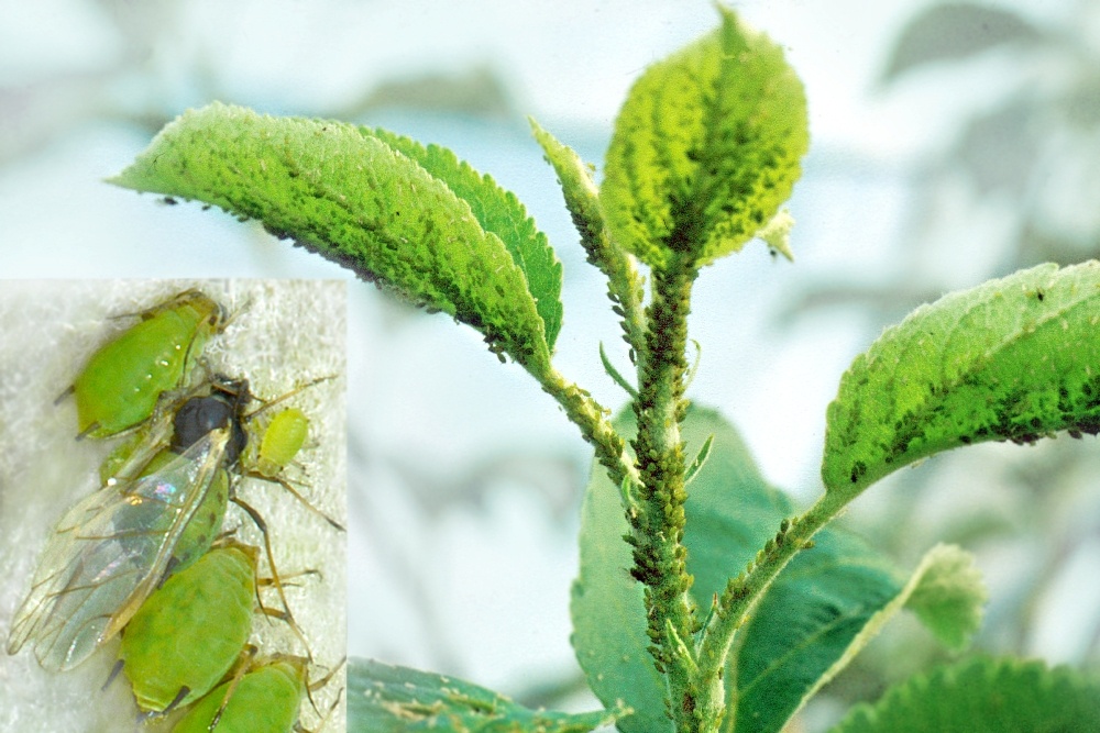 Тля на яблоне 