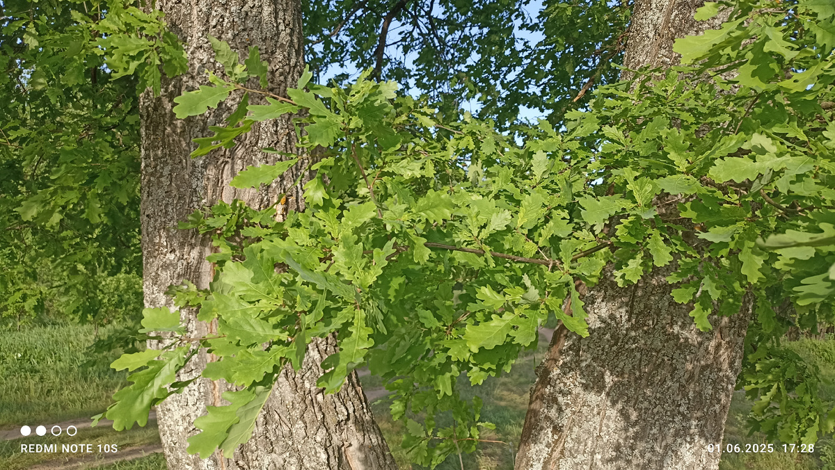 Можно спрятаться от жары под тенью дуба. Фото автора.
