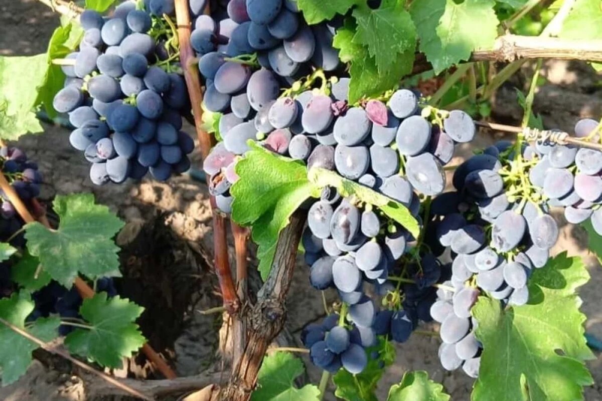    Мед, мишура и белые нитки.