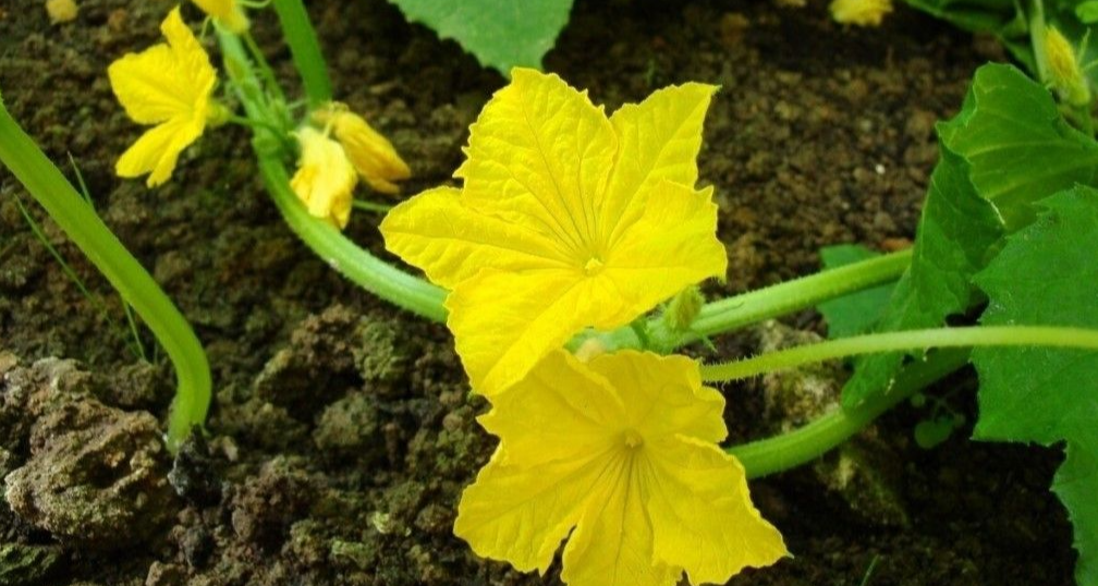 появились первые цветки у огурцов