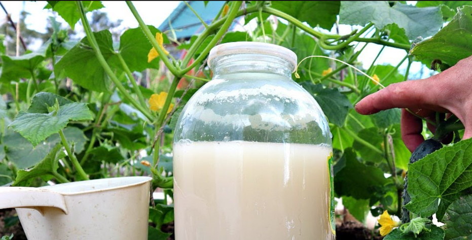 Эффективные подкормки для огурцов