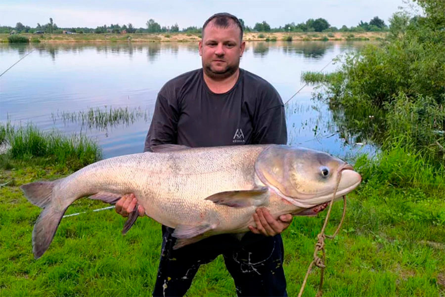     На Припяти поймали гигантского толстолобика: весы не справились с трофеем