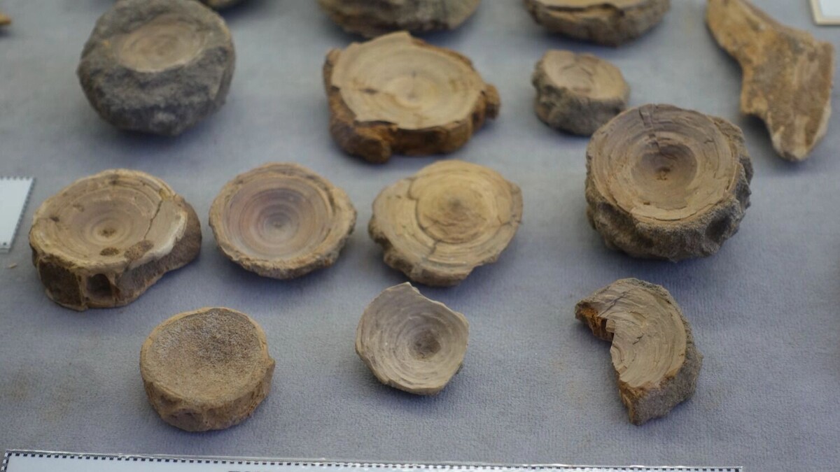     Автор: Мальцева Алёна Источник: bel.ru