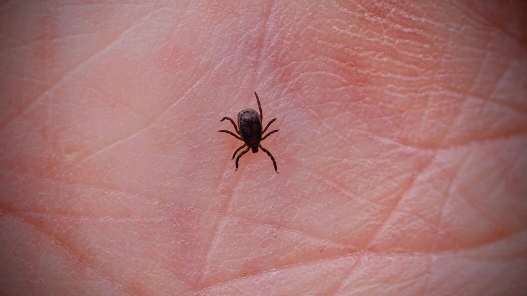    Фото: Frank Rumpenhorst/dpa/Globallookpress