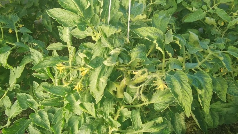 Забыл о пустоцветах томатов благодаря копеечной янтарной кислоте. Дедовский способ увеличивает урожай в 2-3 раза