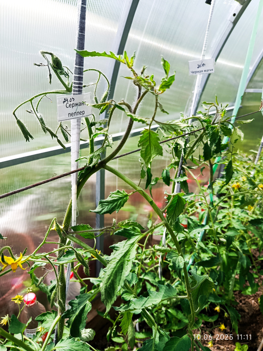 Сержант Пеппер, основной ствол