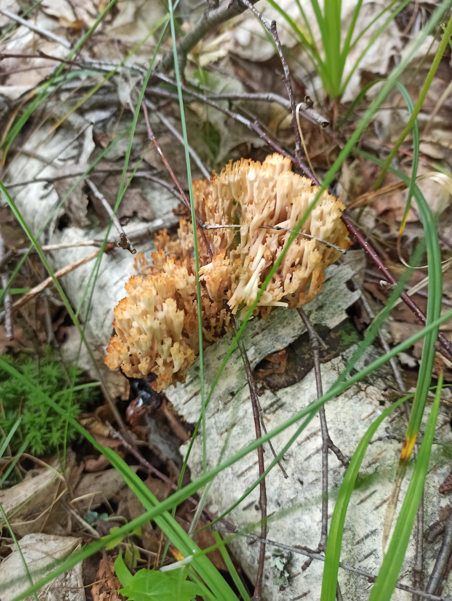 Оленьи рожки. 