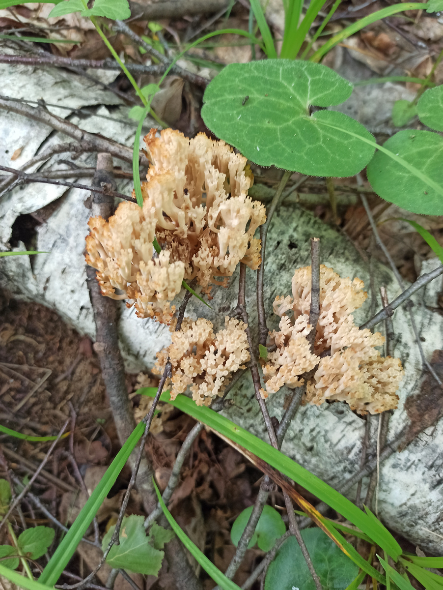 Оленьи рожки. 