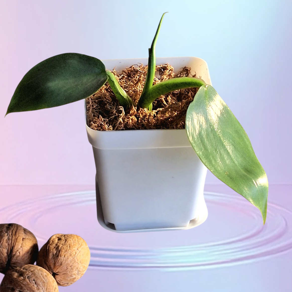 Фото автора. Фото растения принадлежит Way Life.