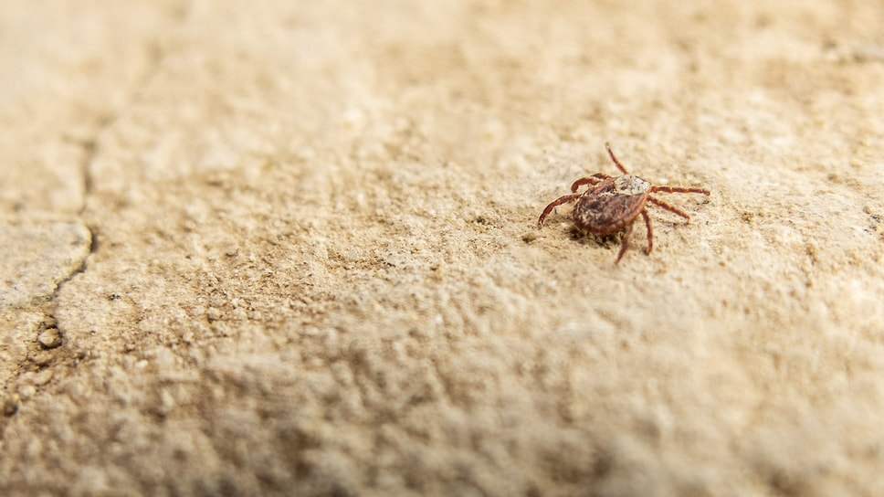Фото: Олег Харсеев / Коммерсантъ
