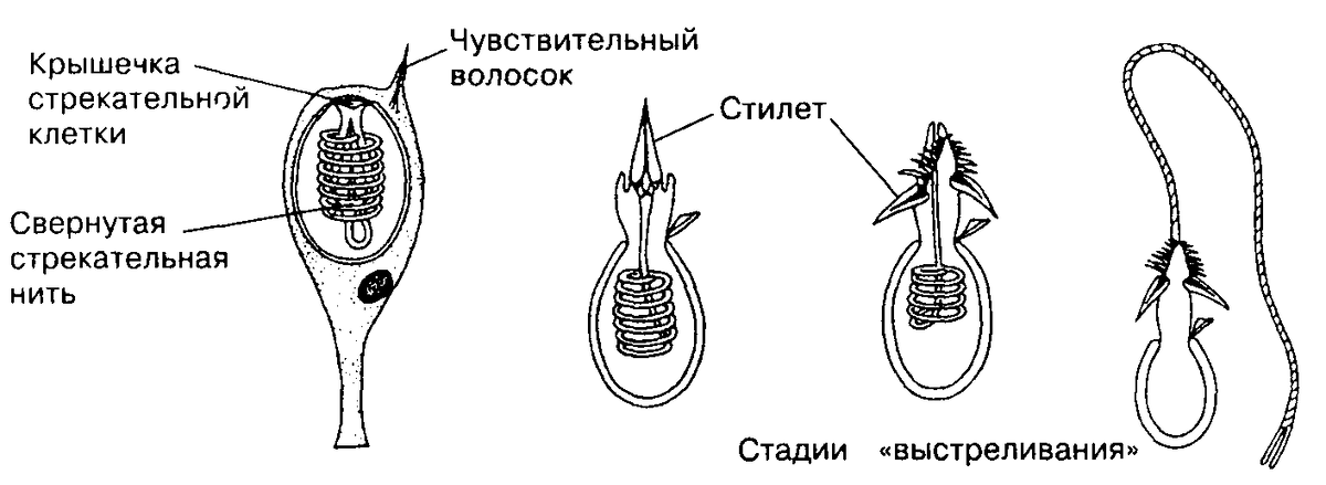 Устройство стрекательной клетки. 