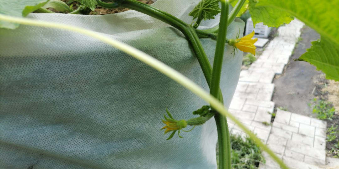 Огурцы в июне. Посадка продолжается. Чем подкормить? Слизни, тля, клещ, белокрылка на огурцах