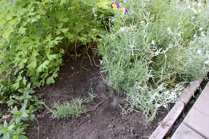 Слева, лёгший на землю побег узколистной лаванды, справа растёт материнский куст 