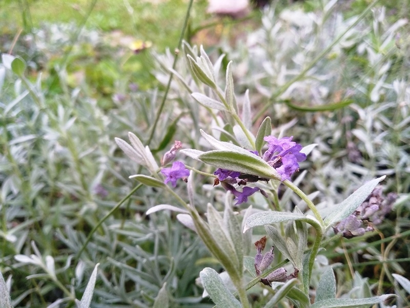 Лаванда доцветает в двадцатыых числах июля