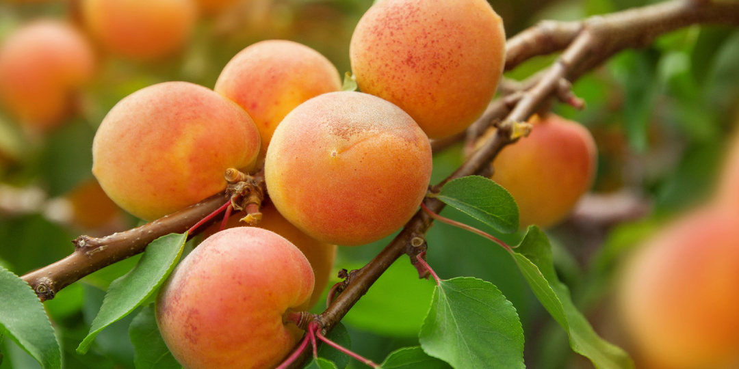 ПОДКОРМКА АБРИКОСА