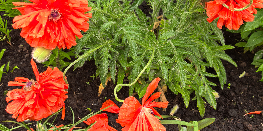 Дождь. Подписчики. Статьи.