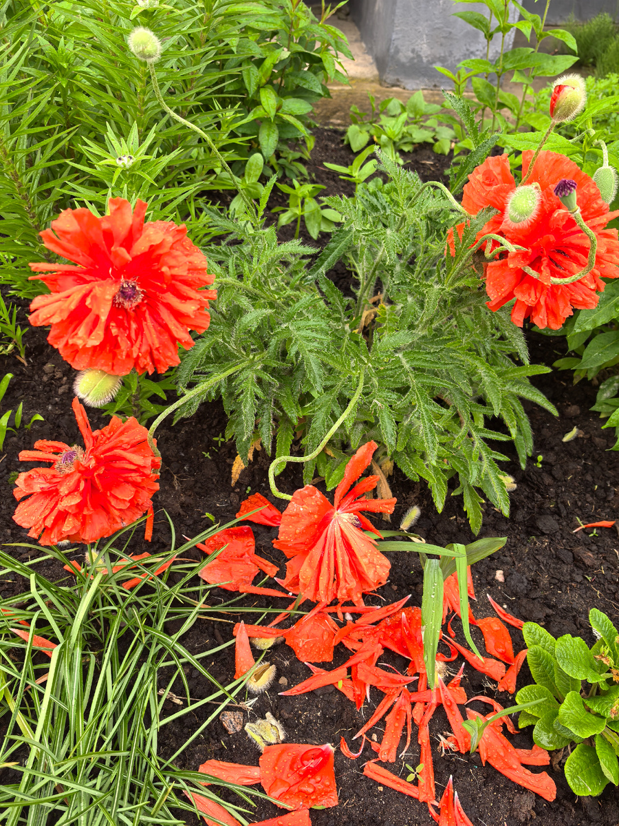 Маки отцвели , но как же они были красивы.