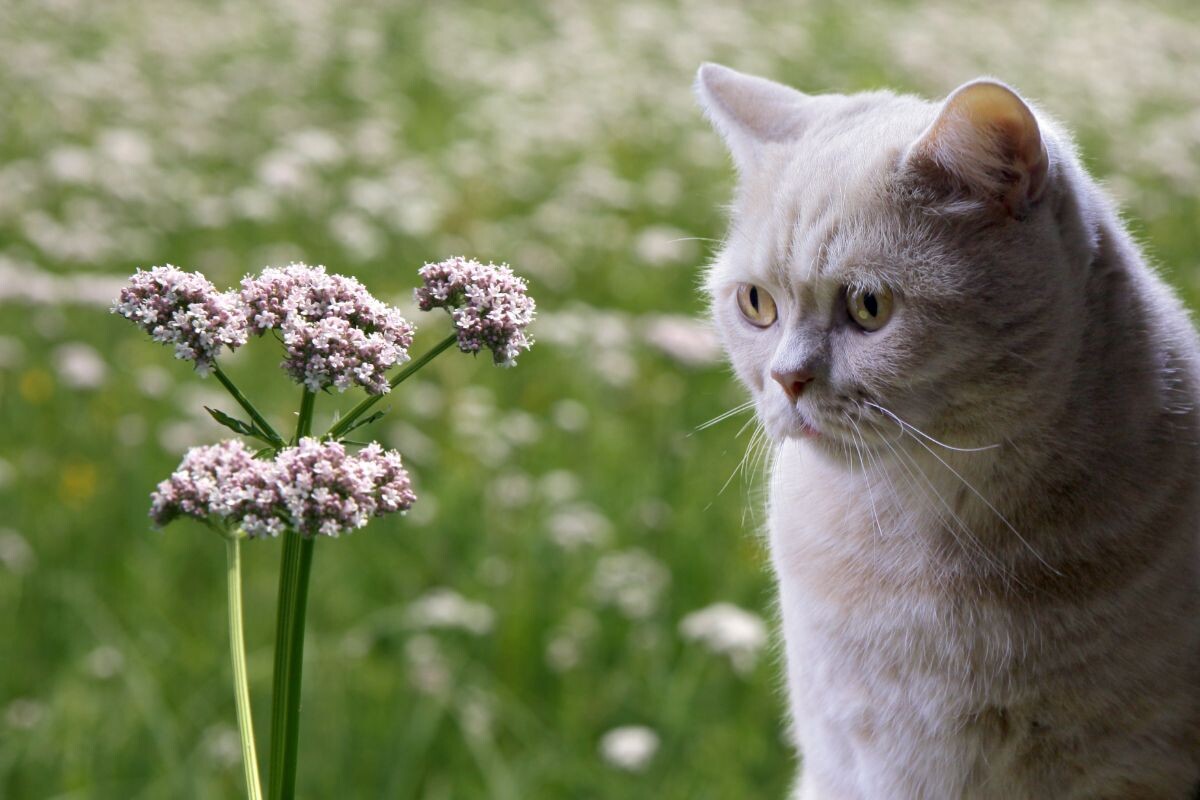 Почему кошка не реагируют на валерьянку