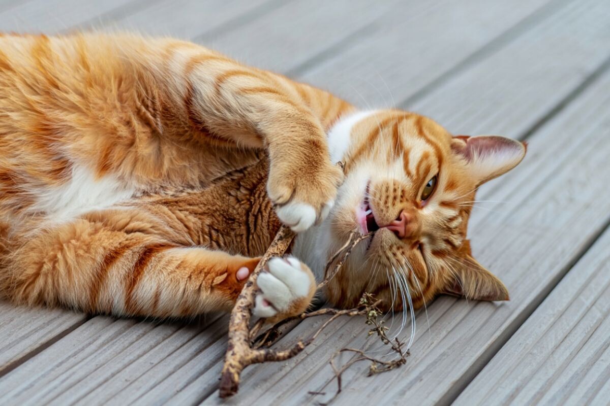 Кот с сушёной валерьяной