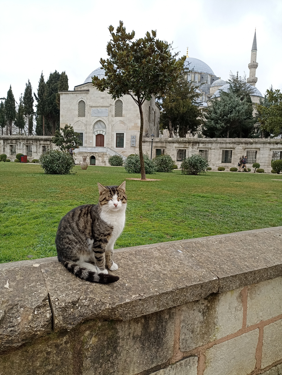 Стамбул - город кошек. Фото мужа. Котик дворца Топкапы.