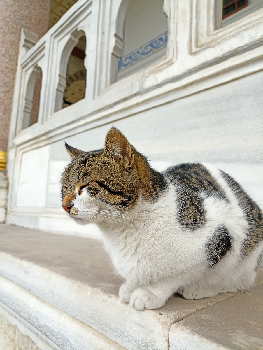 Медитация по-кошачьи.