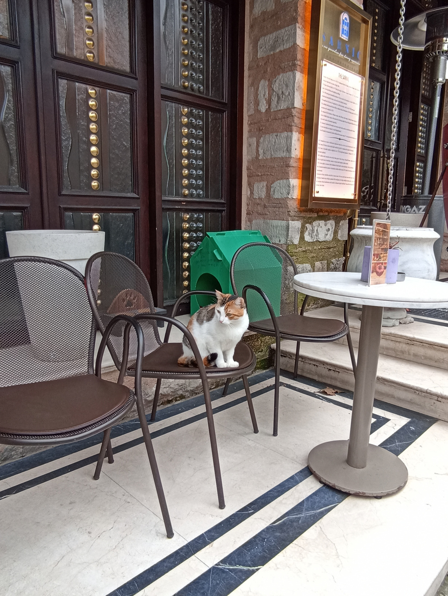 Котик у кафе. Он тут живет, вот какой у него зеленый домик.