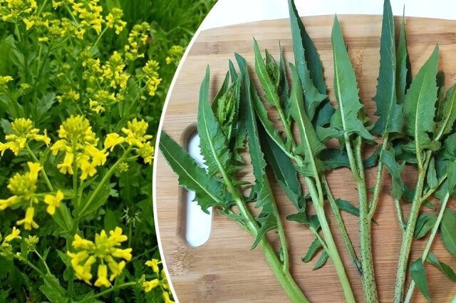    Свербига на вкус горьковата, но ее издревле кушают люди. Фото: АиФ-Казань