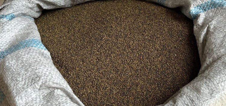    Кыргызстан возобновляет экспорт семян люцерны - первая партия отправлена ​​в Россию