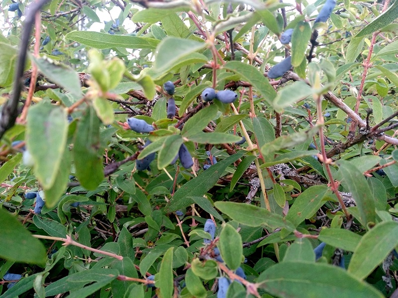 Многочисленные ягоды жимолости