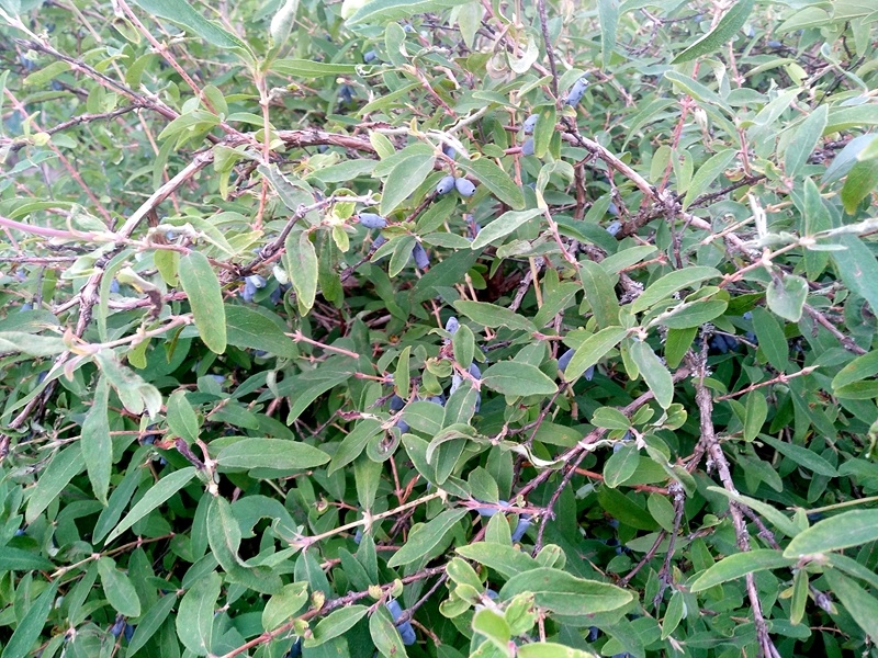 Кустарник раскинул ветки с ягодами на расстоянии 3 метра в диаметре