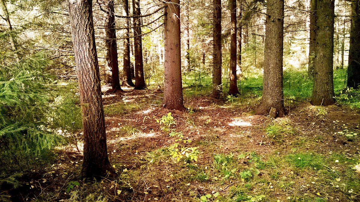 Брянский лес