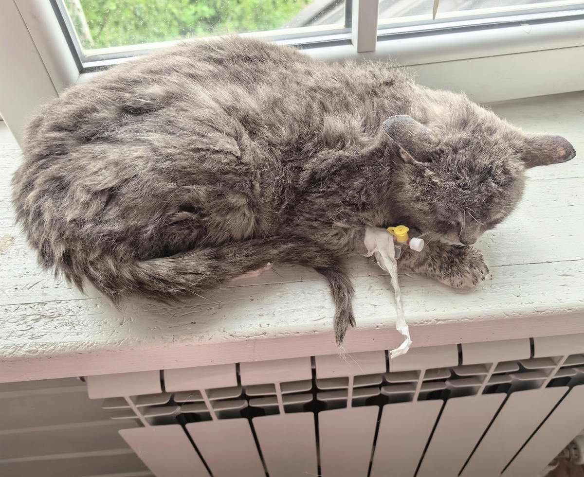 Он лежит сжавшись, потому что боится, что я сейчас начну его колоть и рот люголем мазать. И именно это я и должна делать. Тяжело их лечить, не объяснить же, что это им на пользу 