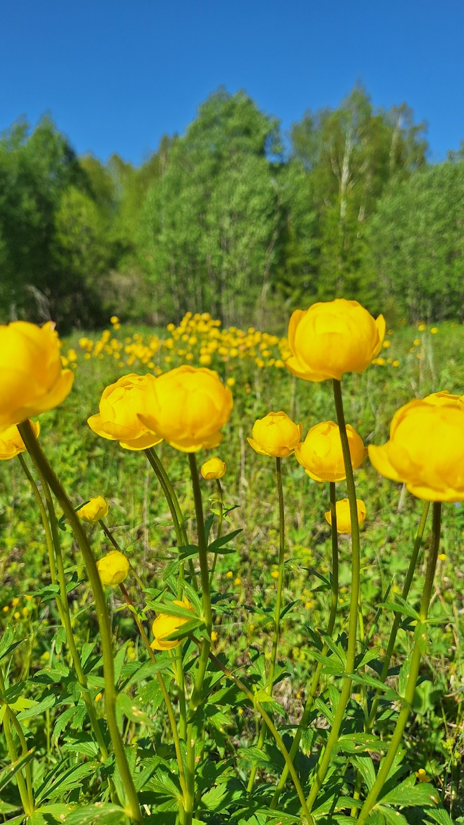 Купальница